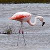 Chilean Flamingo, Chacabuco Valley - Patagonia